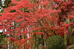 鹿野山神谷寺の紅葉