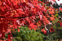 鹿野山神谷寺の紅葉