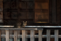 Le chat dans le temple aux chats la nuit