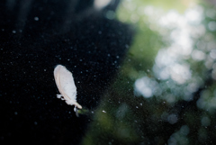 plume