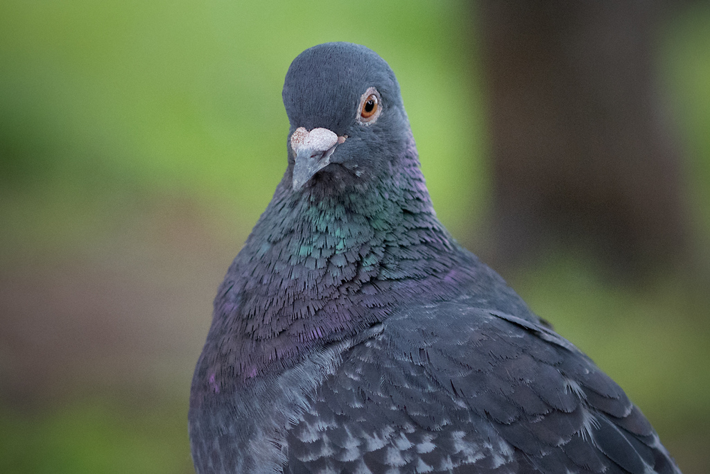 Hato