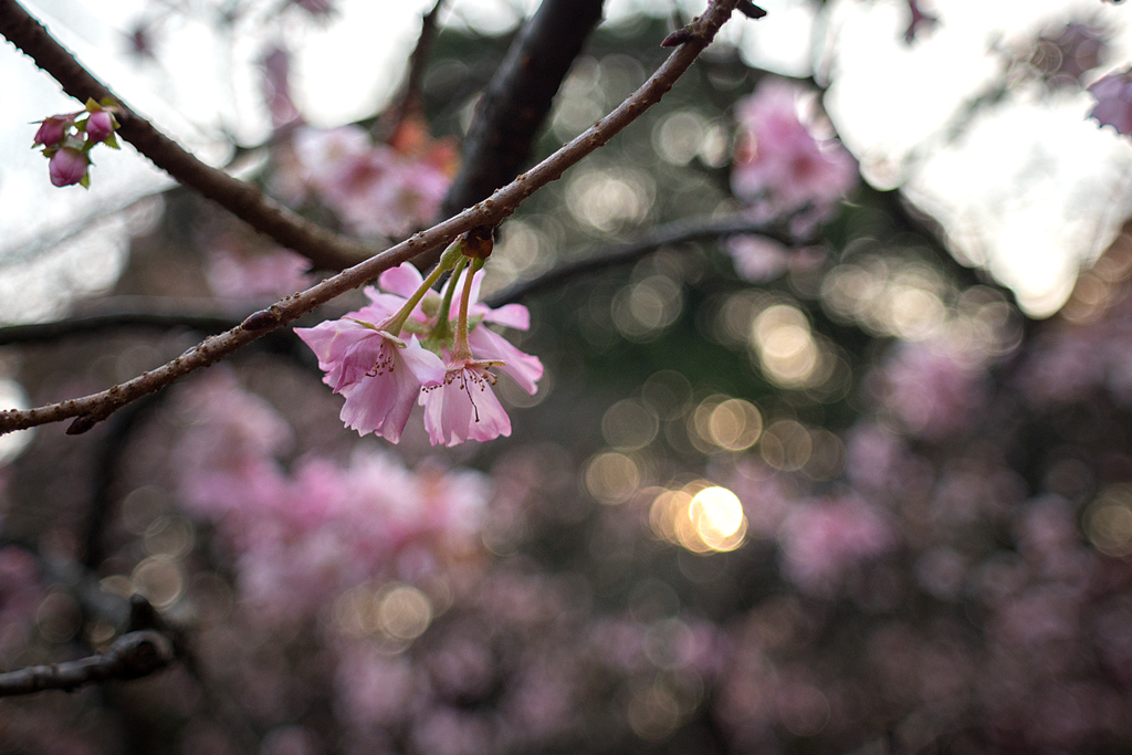 Sakura de décembre