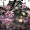 Sakura de décembre