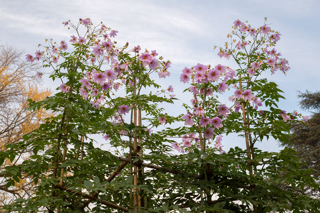 Le Dahlia impérial 2