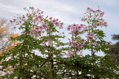 Le Dahlia impérial 2