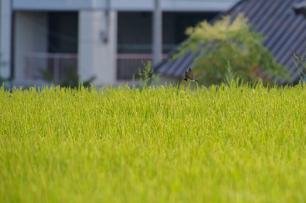 ツバメ