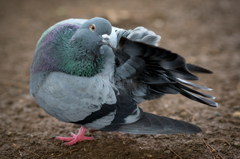 かわいい鳩