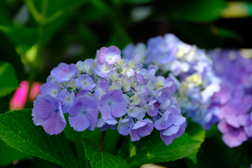 庭の紫陽花