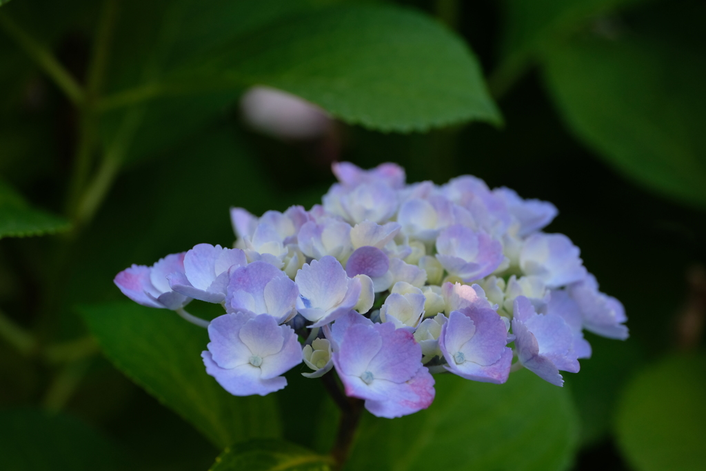 紫陽花