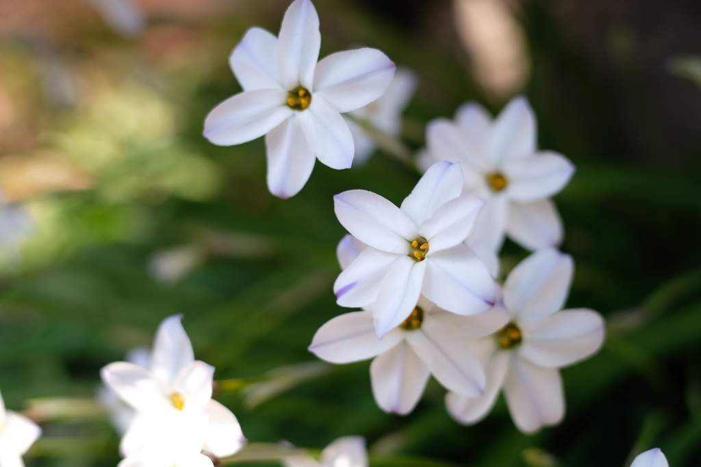 庭に咲く花