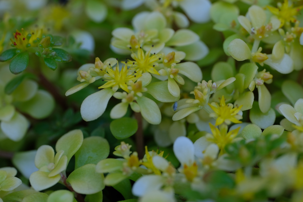 マキノイゴールド(オーレア)