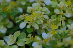 マキノイゴールド(オーレア)