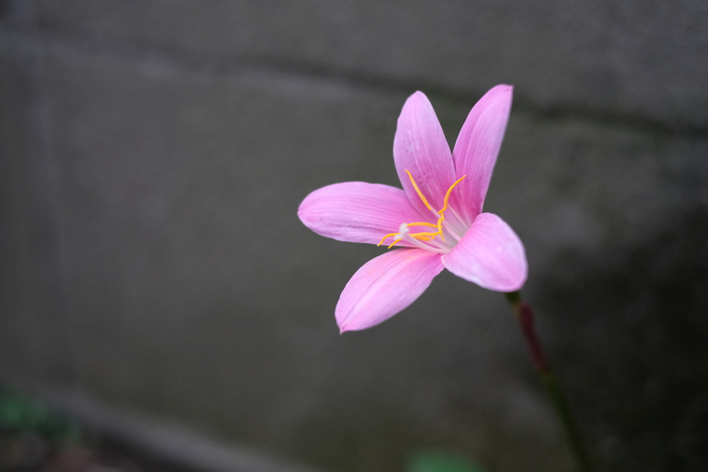 サフランモドキ