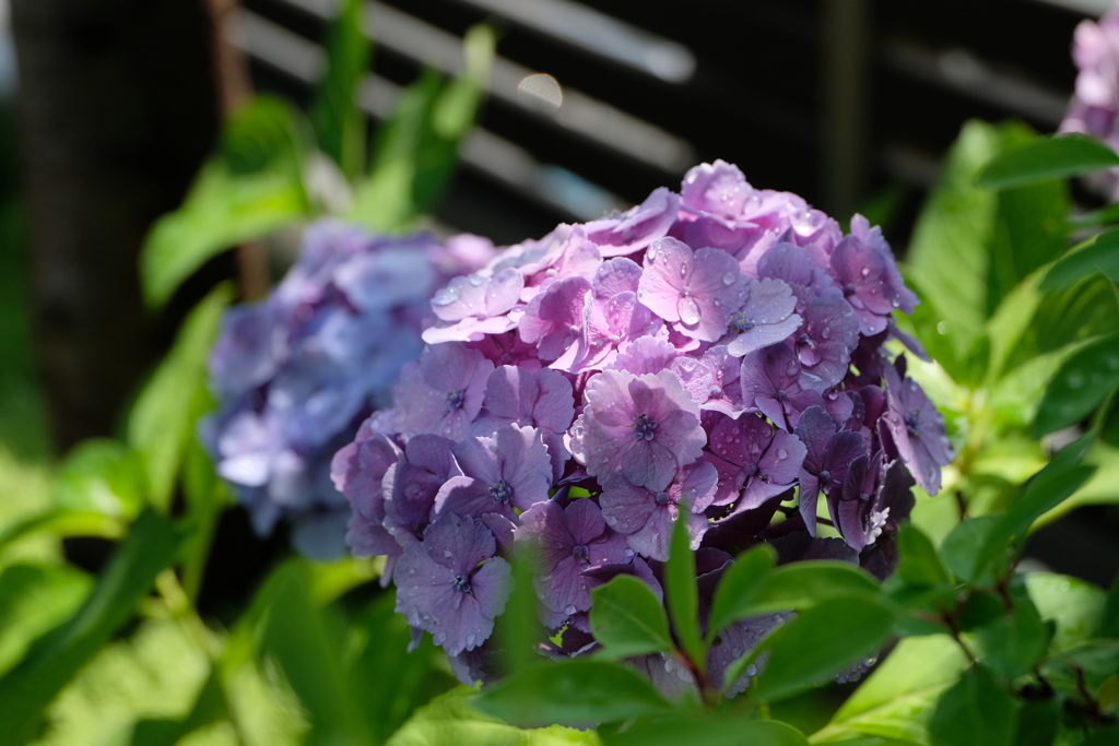 庭の紫陽花