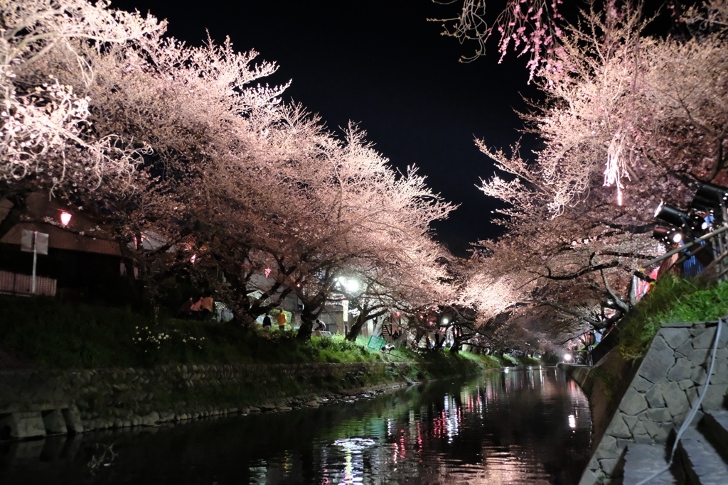 夜桜
