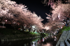 夜桜