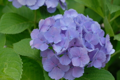 庭の紫陽花