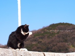 真鍋島の猫様*