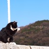 真鍋島の猫様*