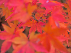 今年の紅葉も…