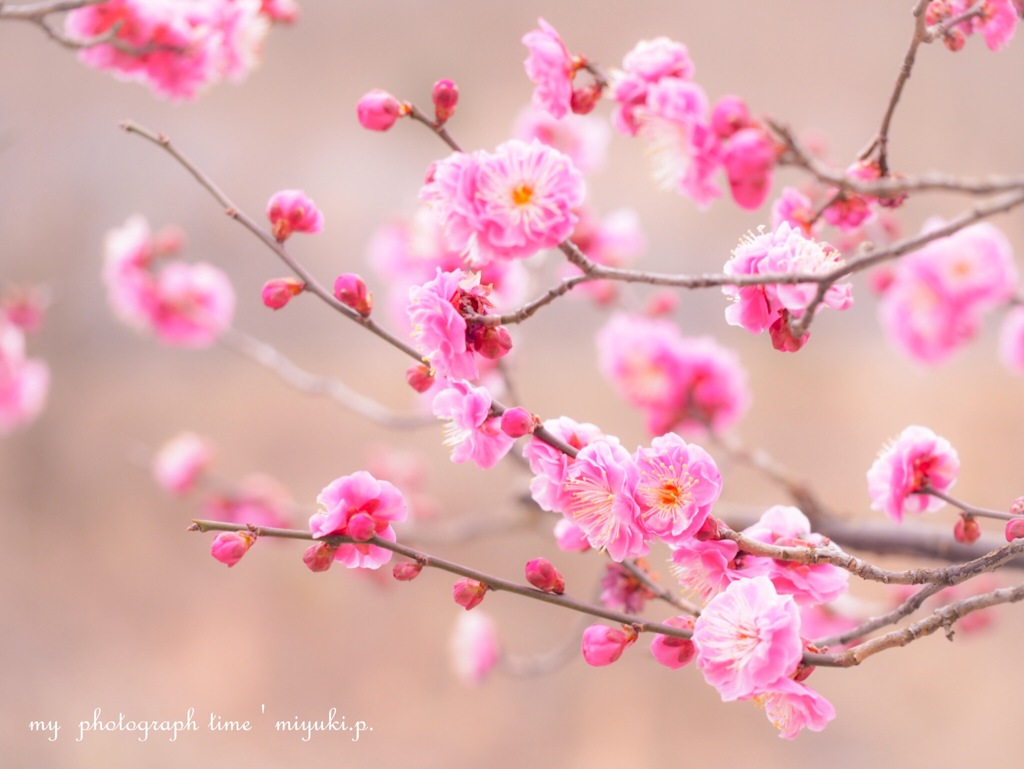 梅の花*