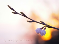 Cherry Blossoms*