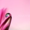 pink*