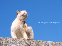 真鍋島の猫様*