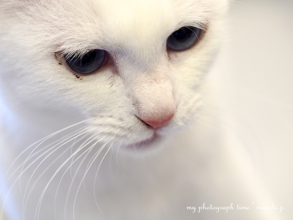 白猫*