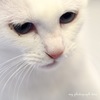 白猫*