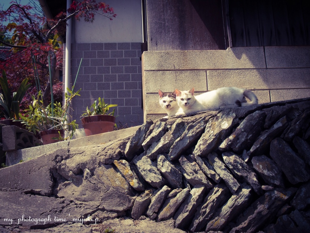 豊島の猫様*