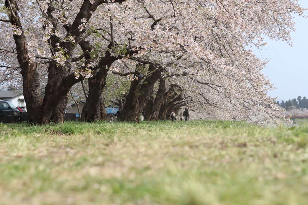 土手の桜☆