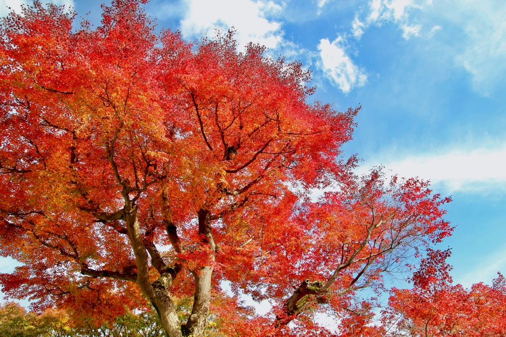 紅と青