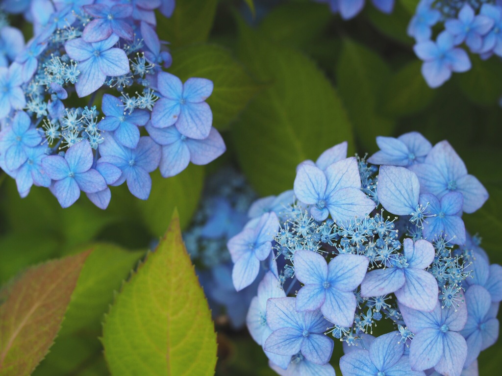 紫陽花