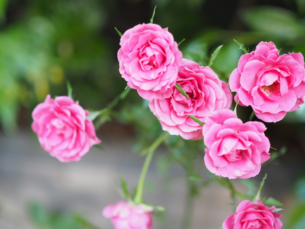花