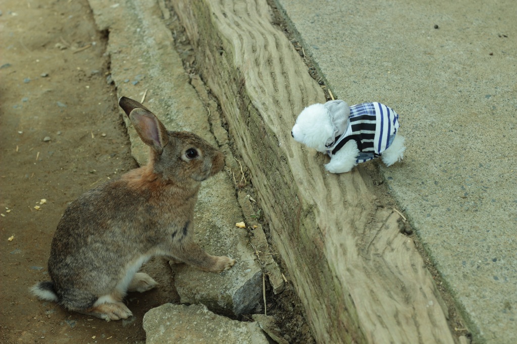 出会ってしまった…
