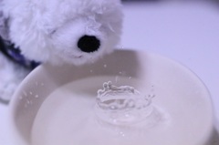 ポチくんと水遊び