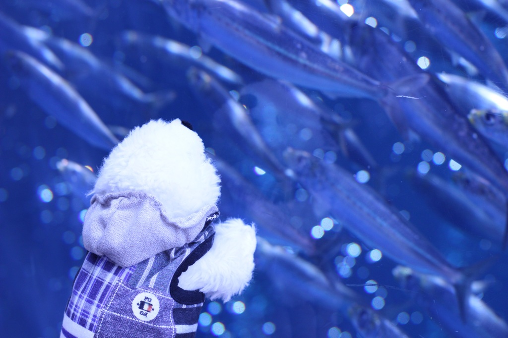 ポチ君、お魚に夢中…