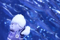 ポチ君、お魚に夢中…