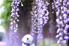 初めての藤の花(*^_^*)