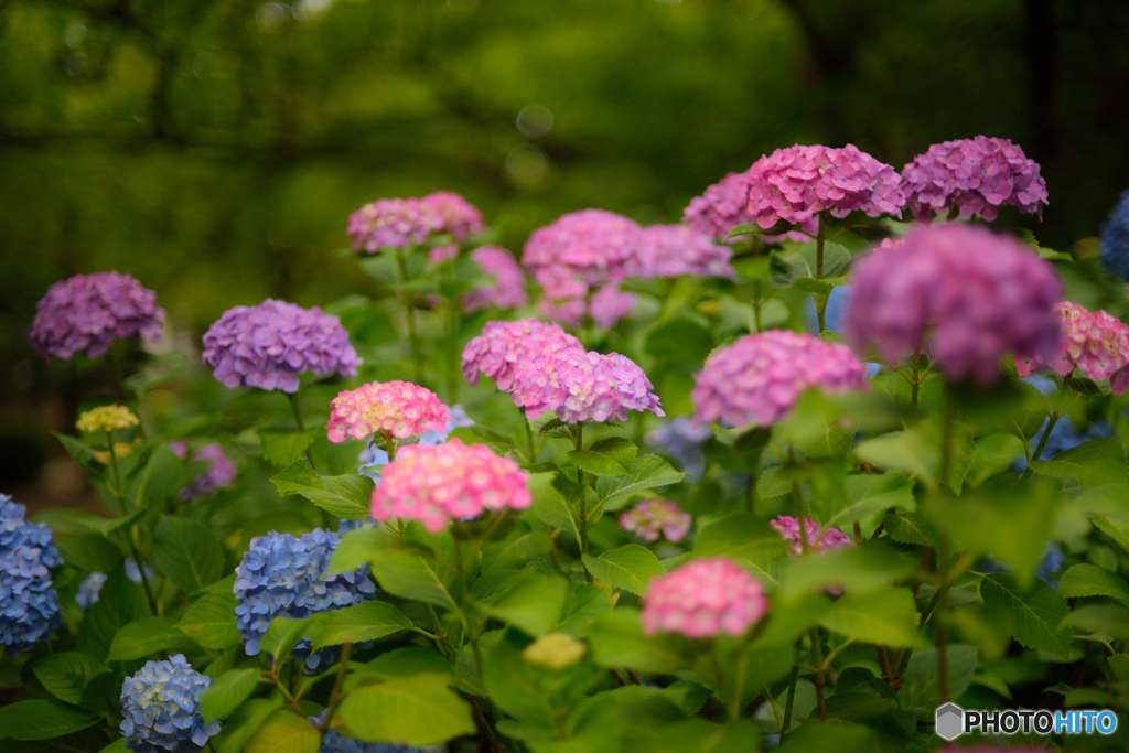 紫陽花の季節
