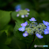 紫陽花の季節 No.2