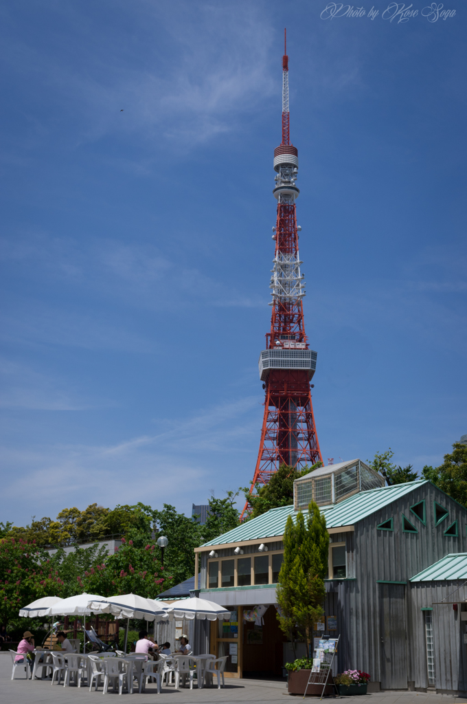 芝公園（20160507）