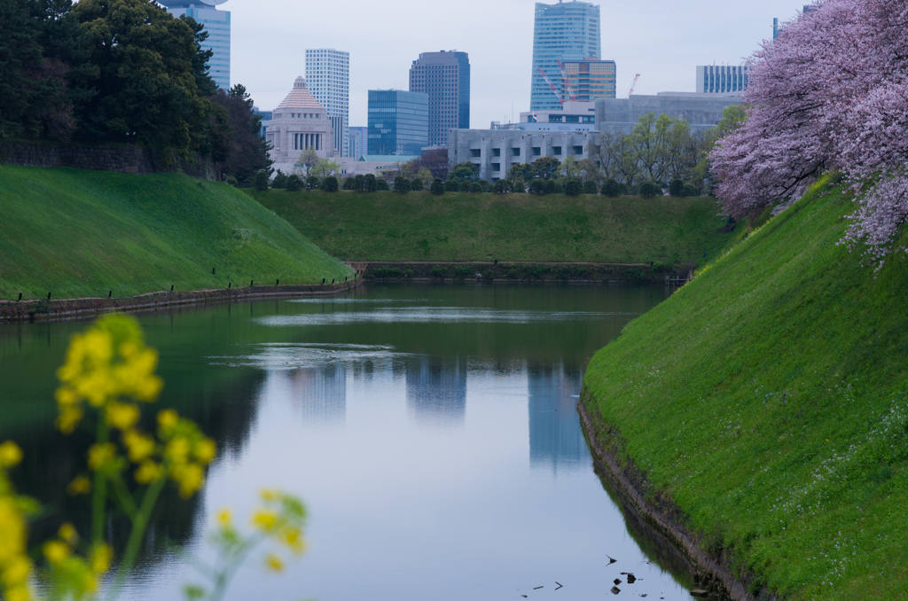 国会議事堂と桜
