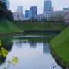 国会議事堂と桜