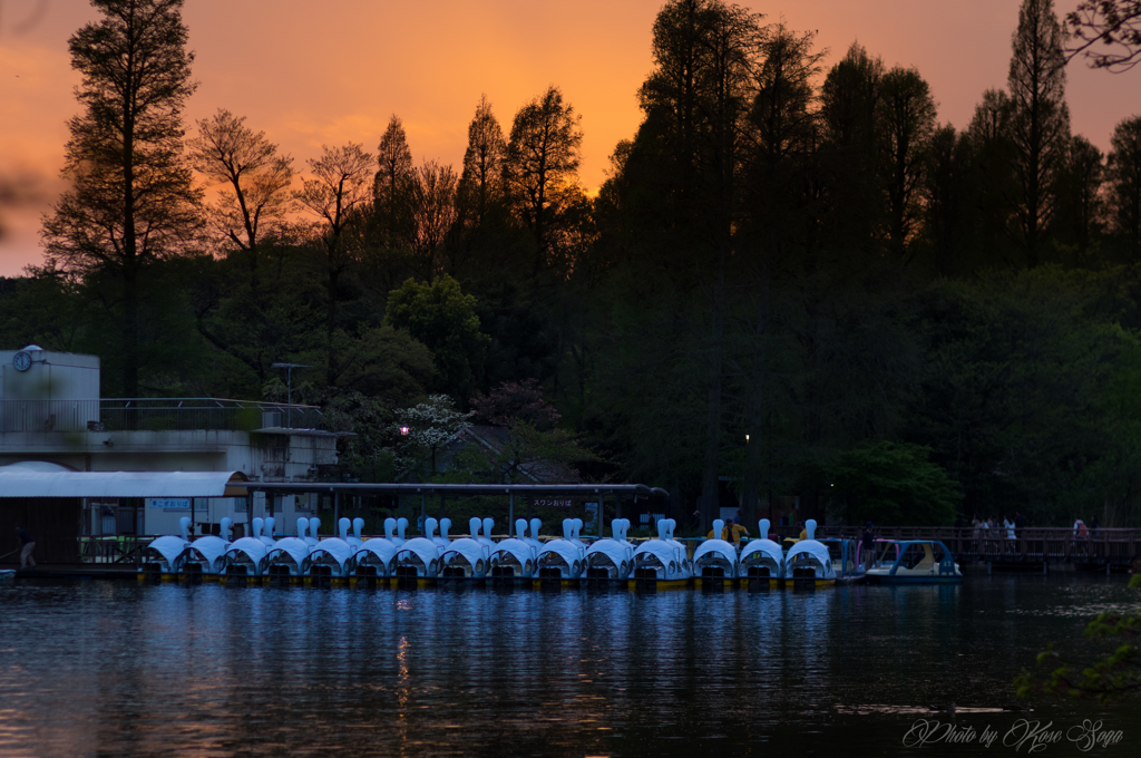 公園夕景