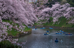 千鳥ヶ淵の桜