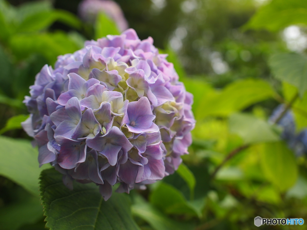 紫陽花の