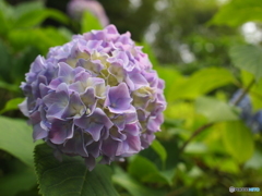 紫陽花の