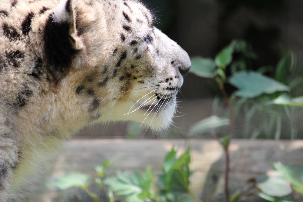 ユキヒョウ